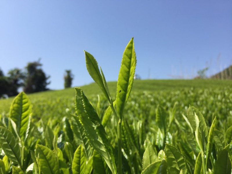 有機茶地域おこし協力隊員募集の画像